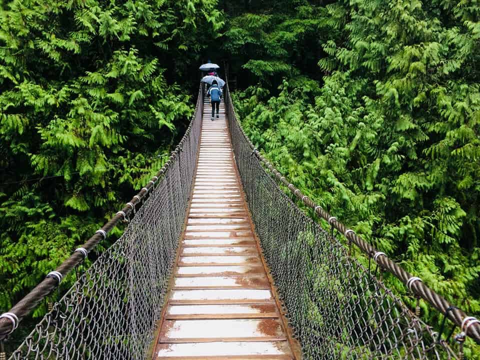 a suspension bridge in the middle of a green forest