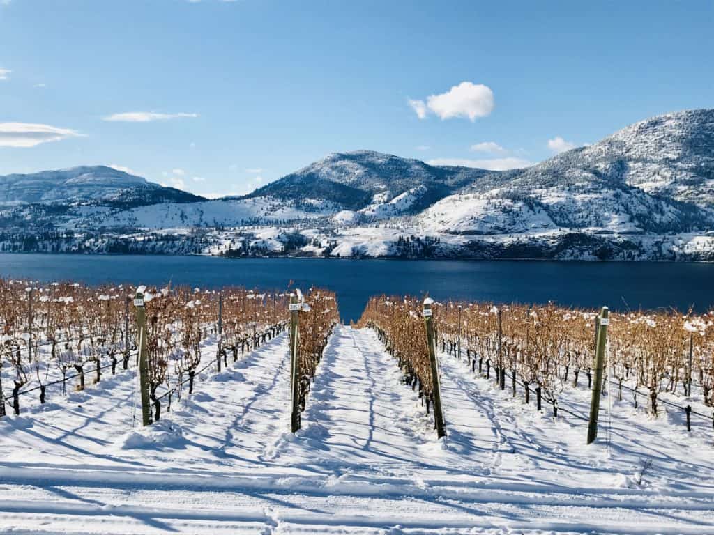 rows of bare grape vines in the winter with snow on the ground
