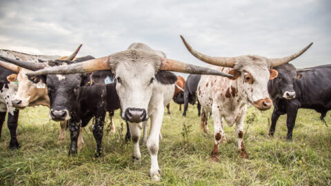 Alberta Open Farm Days - Free Farm Tours Around the Province