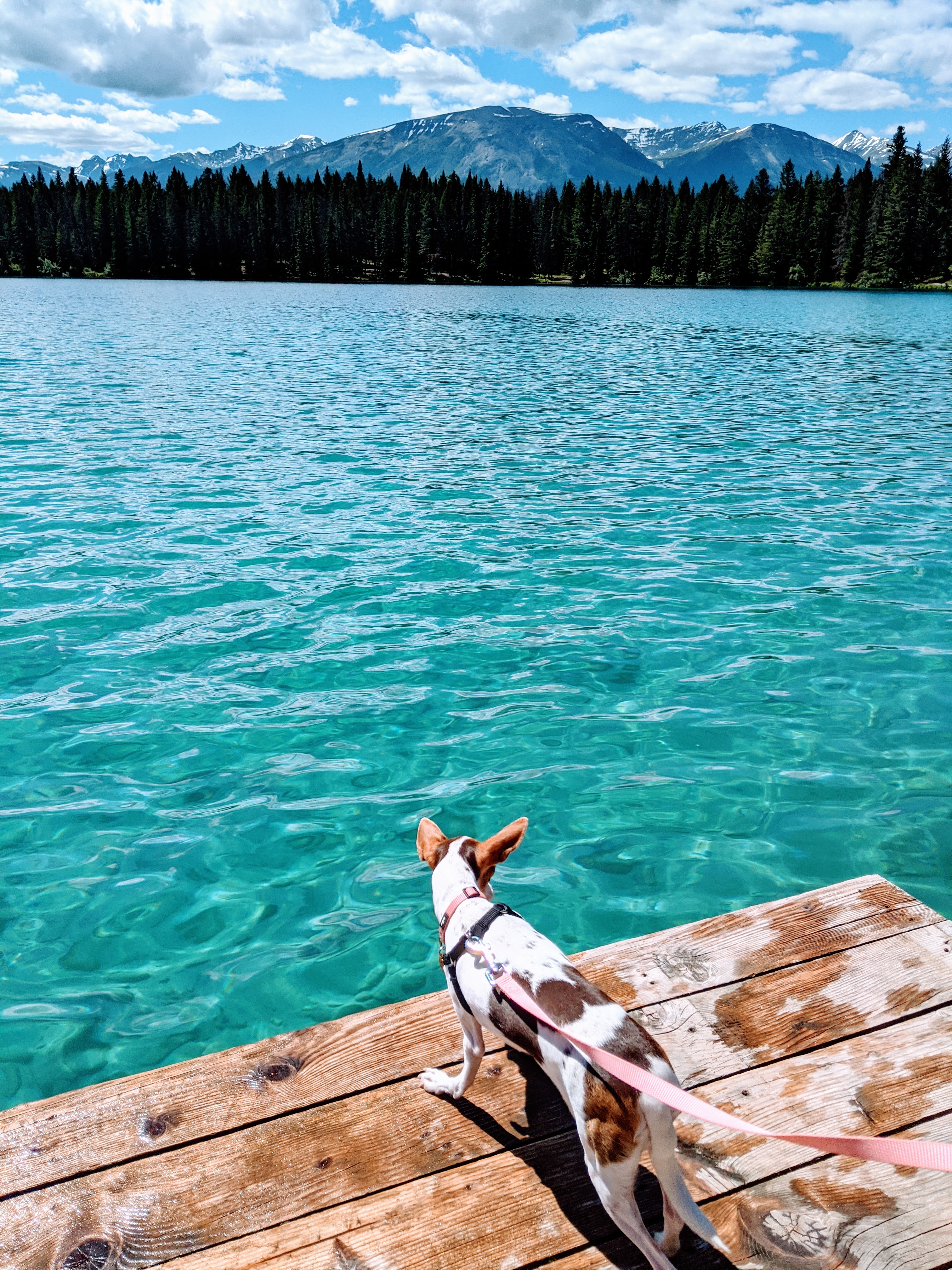 Dog Friendly Jasper - Everything You Need to Know