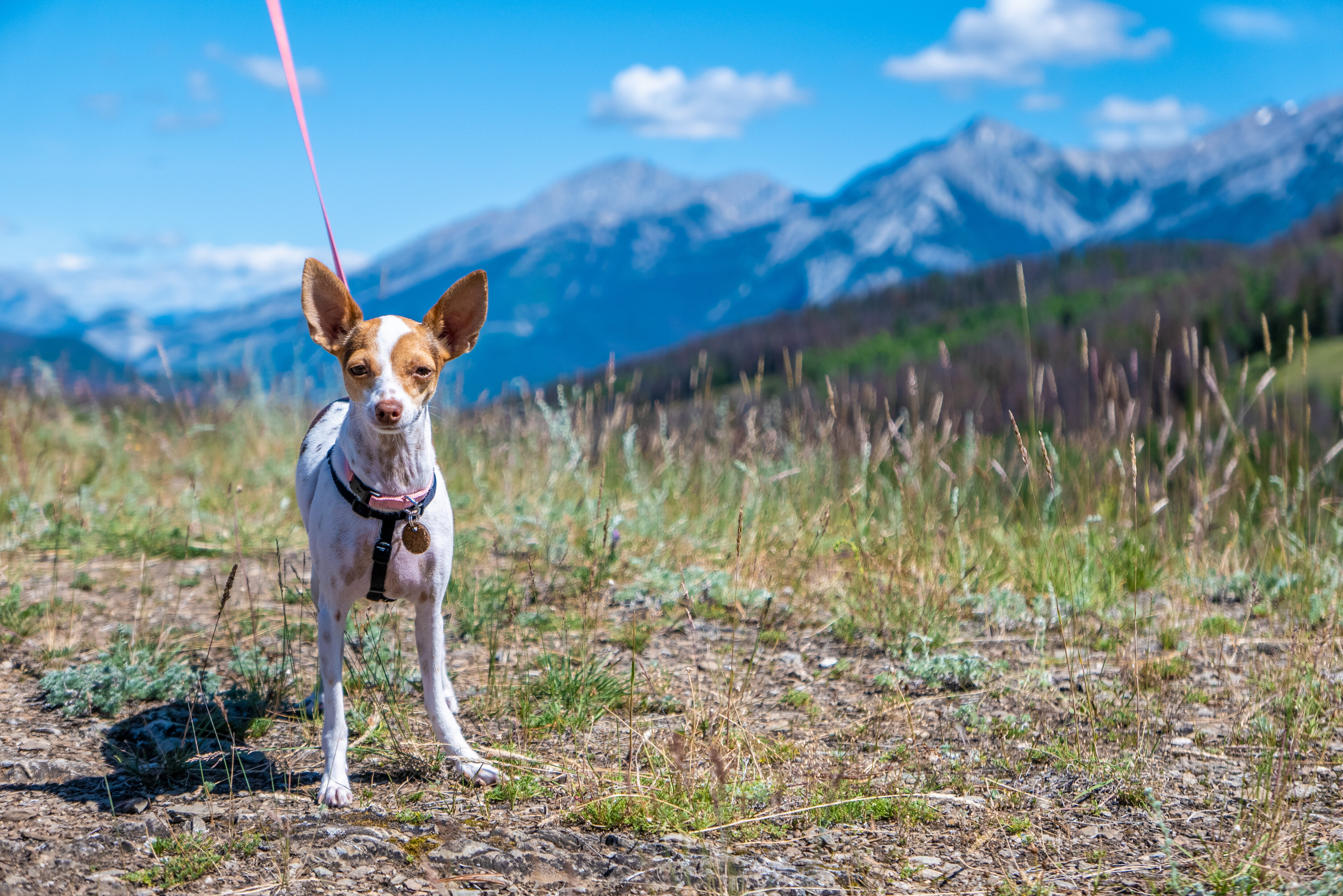 a small dog with pointy ears on a mountain trail