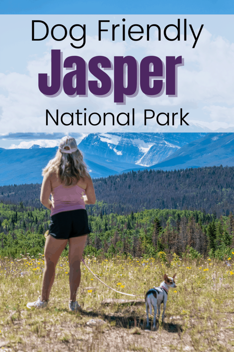 Dog Friendly Jasper Everything You Need to Know