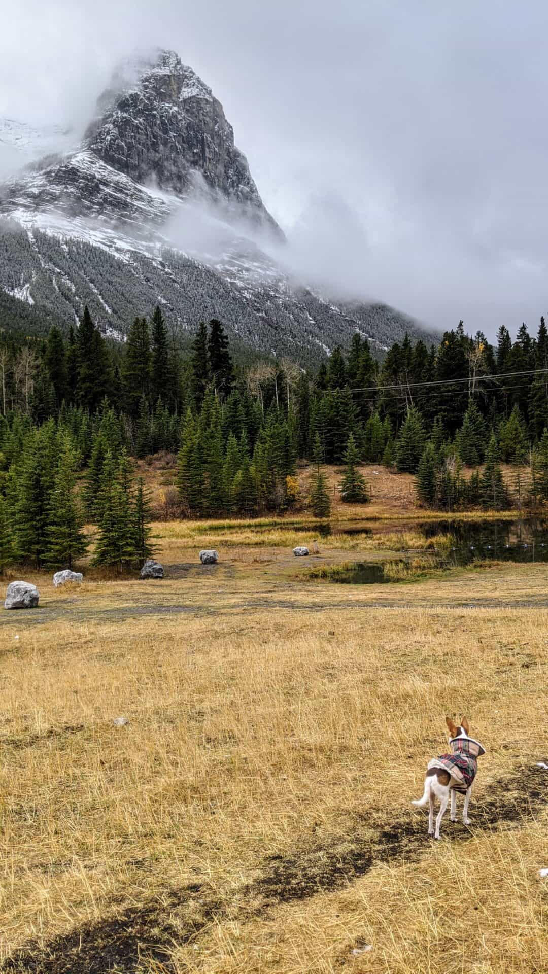 The 8 Best Dog Friendly Hotels in Canmore (a helpful guide)