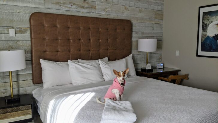 a dog in a pink sweater sits on a bed hotel bed