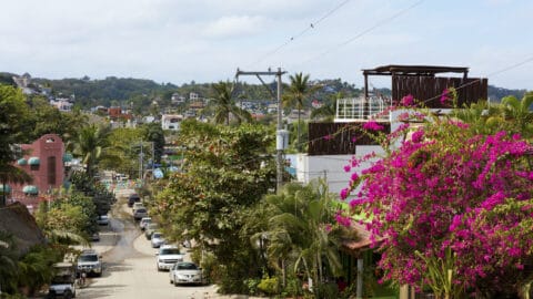 a small village street lined with trees in bloom