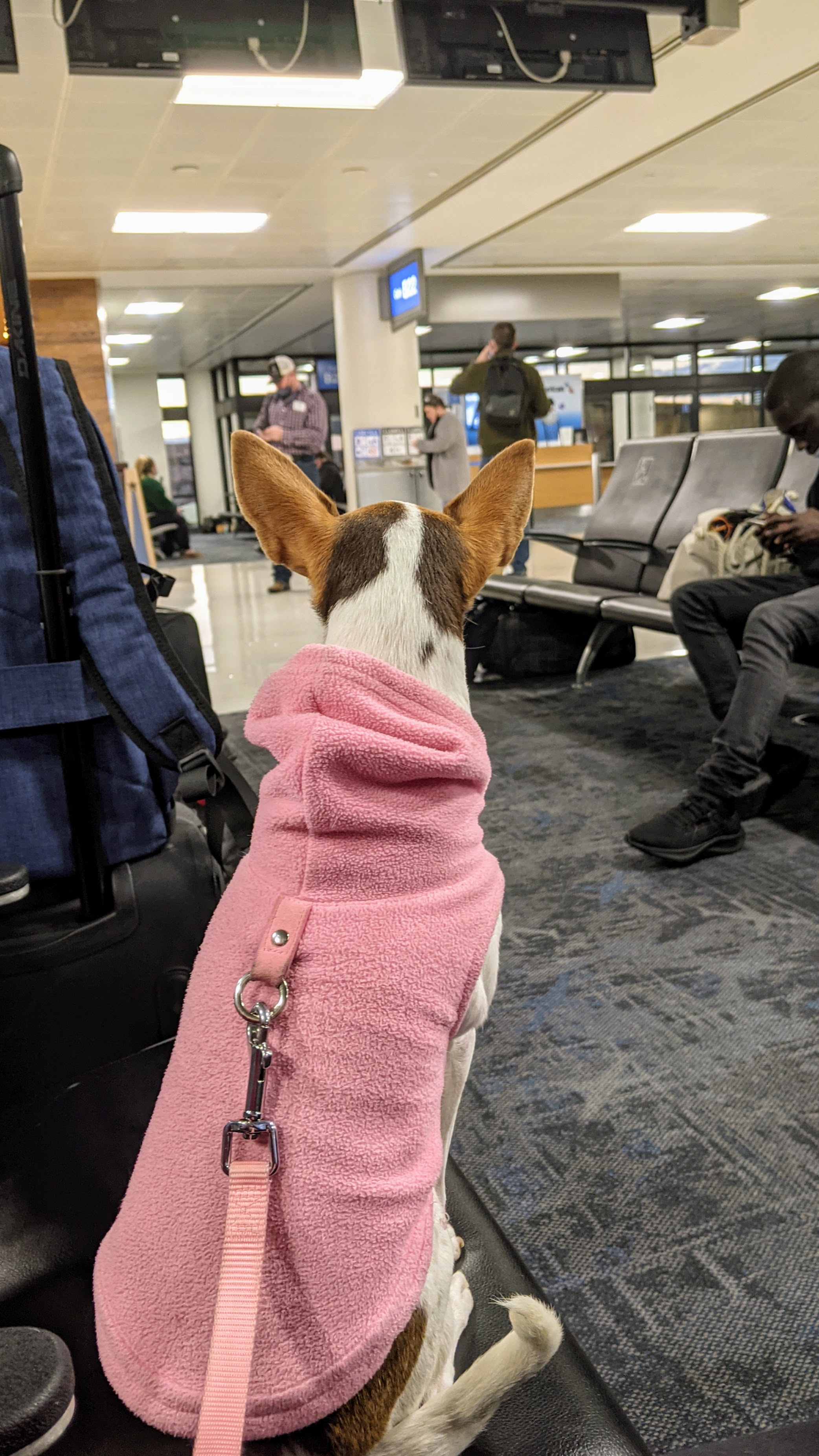 dog in pink sweater in airport