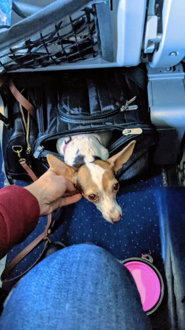 Flying With a Dog in the Cabin on WestJet Tips From our Experience