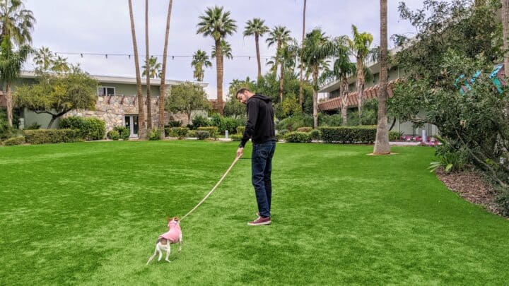 Best Things to Do in Scottsdale With Dogs (super dog-friendly city)