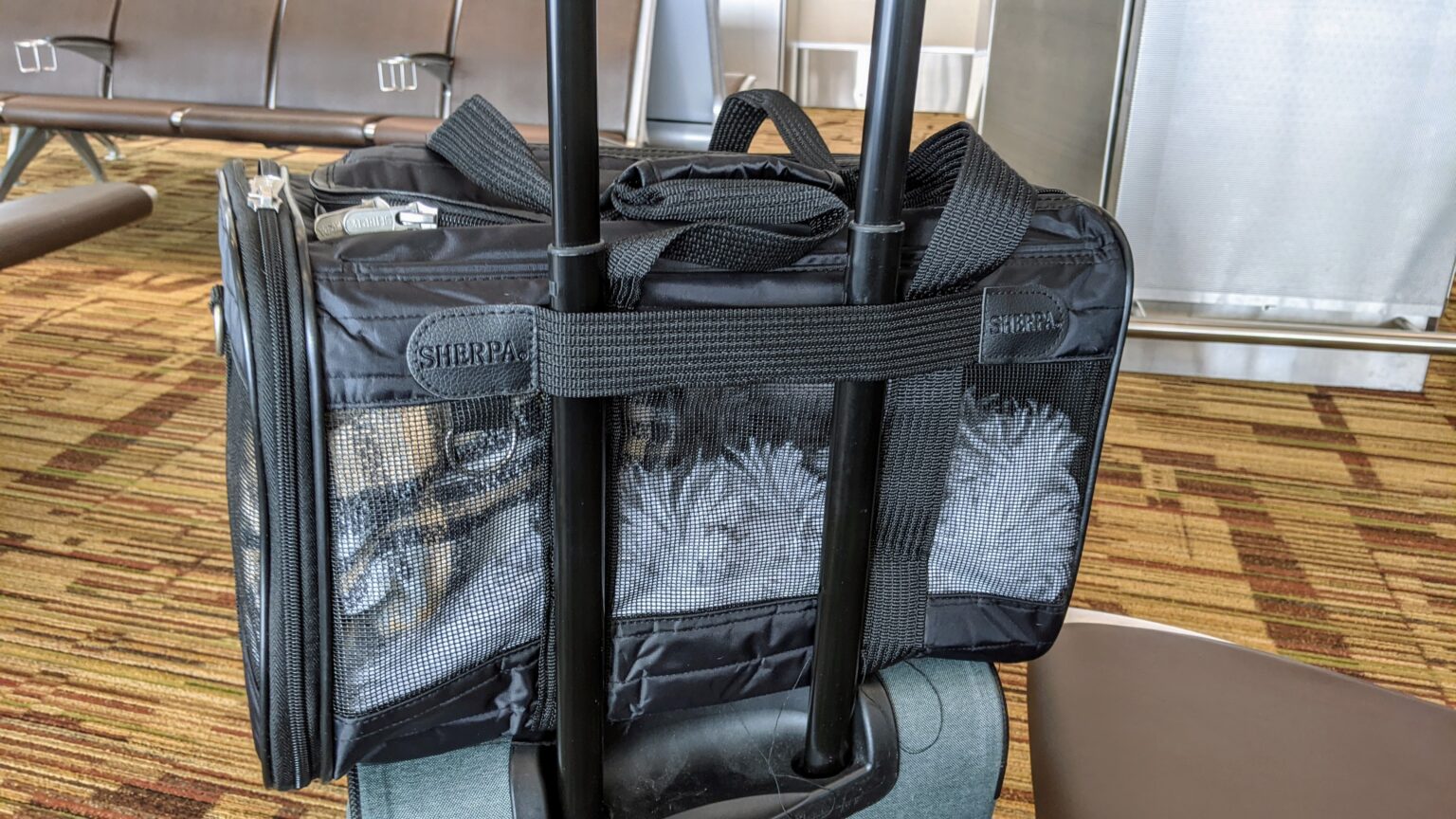 The Best WestJet Approved Pet Carriers (tried and tested for most airlines)