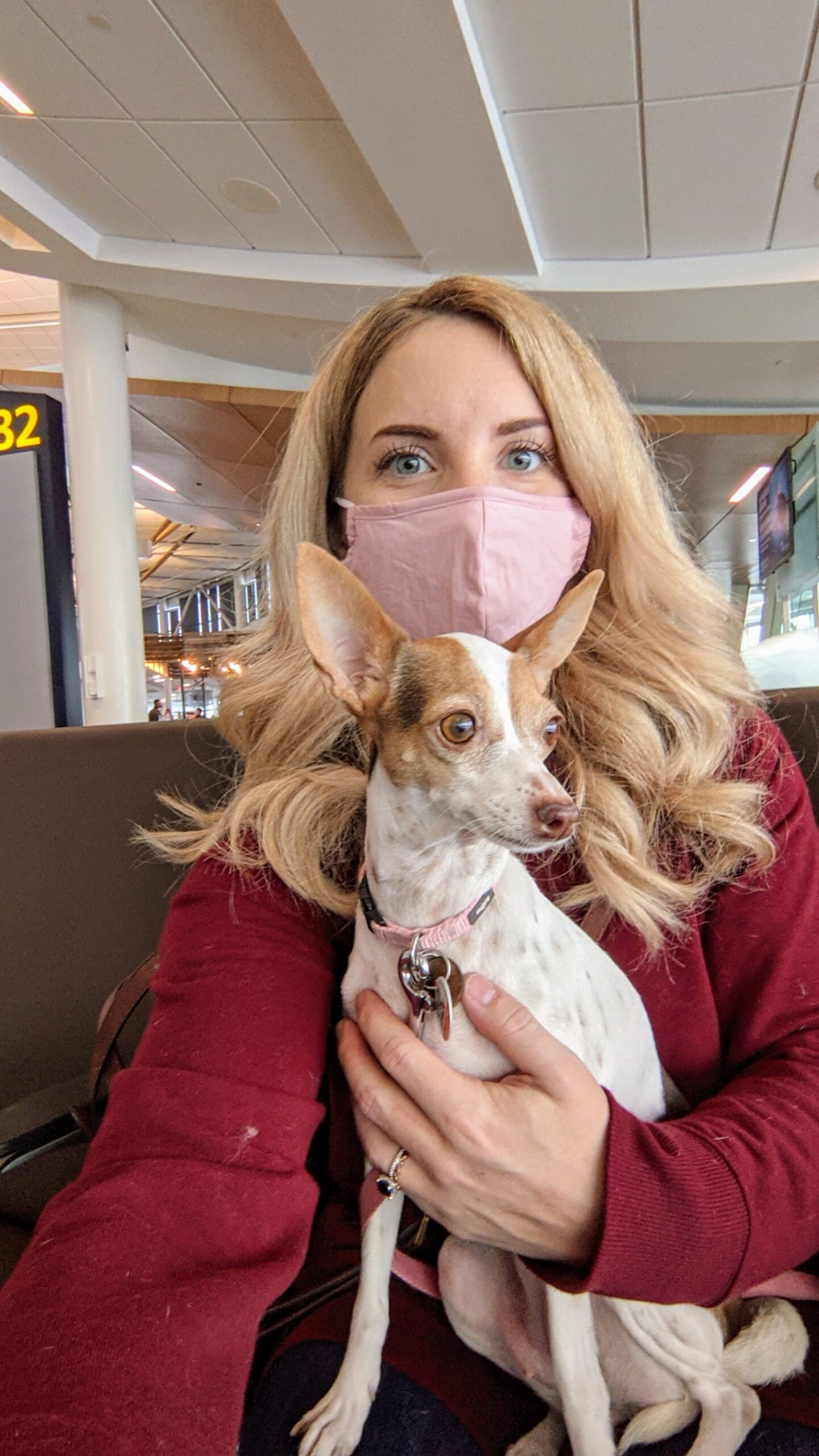 Flying With a Dog in the Cabin on WestJet Tips From our Experience