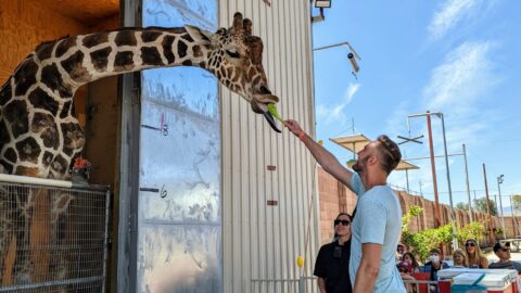 man feeding lettuce to a giraffe